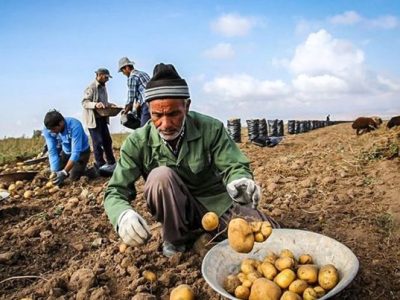 بیمه کشاورزی ، امنیت غذایی و تاب‌آوری