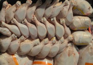 آغاز تولید قراردادی مرغ در گیلان