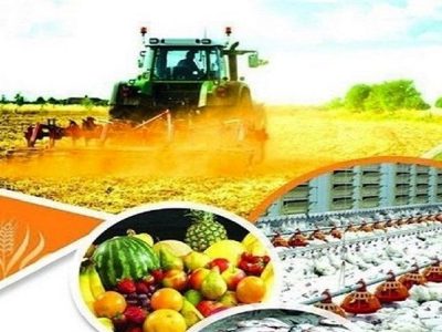 کاهش ۳۵ تا ۴۰ درصدی ضایعات کشاورزی؛ کلید بهبود امنیت غذایی کشور