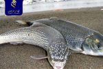 صید بی‌رویه ناوگان صنعتی و تهدید ذخائر دریایی