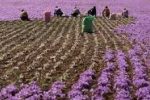 خشکسالی ضریب عملکرد کشت زعفران را کاهش داد