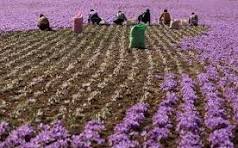 خشکسالی ضریب عملکرد کشت زعفران را کاهش داد