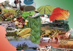 وفور کالاهای اساسی در هرمزگان؛ توزیع روزانه ۱۴۰ تن مرغ گرم برای تنظیم بازار