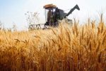 «طرح اعتباری گندم» کارایی برای گندم‌کار ندارد