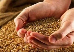 مابه التفاوت نرخ خرید تضمینی گندم طی چند روز آینده ابلاغ می شود