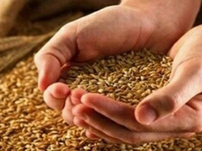 مابه التفاوت نرخ خرید تضمینی گندم طی چند روز آینده ابلاغ می شود