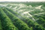 آغاز اجرای ۲ هزار مزرعه الگویی با اولویت ۶ محصول راهبردی