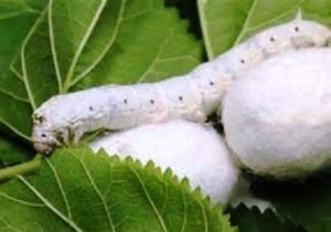 نوغانداری با تولید نهال توت اصلاح شده توسعه می‌یابد
