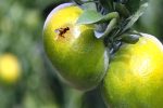 مگس میوه مدیترانه‌ای در ۱۸ استان رصد می‌ شود