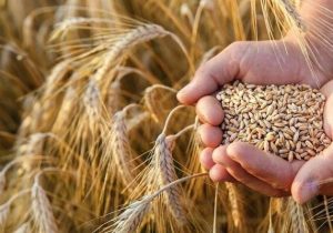 عبور خرید تضمینی گندم از ۸.۵ میلیون تن