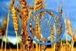 خرید ۲.۸۷ میلیون تنی گندم توسط شبکه تعاونی‌های روستایی