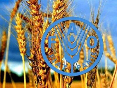 خرید ۲.۸۷ میلیون تنی گندم توسط شبکه تعاونی‌های روستایی