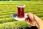 آغاز ثبت سفارش واردات چای سیاه از امروز
