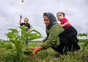 جمعیت بیمه‌شدگان زنان سرپرست خانوار افزایش می‌یابد