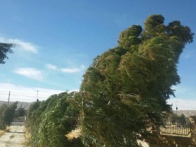 شستشوی برگ گیاهان پس از وزش باد ضروری است