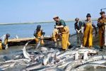 حفاظت از ذخایر دریای خزر تشدید شد