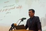 گندم آبی باید بر اساس میزان دسترسی به آب مدیریت شود