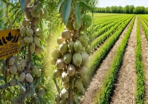 نهال بادام دیرگل و پربار؛ انتخاب هوشمندانه برای باغات کم‌آب