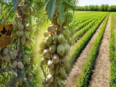 نهال بادام دیرگل و پربار؛ انتخاب هوشمندانه برای باغات کم‌آب