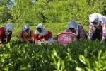 بیش از ۱۹۵ هزار کسب‌وکار روستایی سال ۱۴۰۴ ایجاد شد