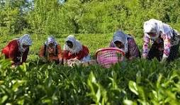 بیش از ۱۹۵ هزار کسب‌وکار روستایی سال ۱۴۰۴ ایجاد شد