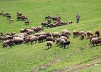بیش از ۳۰ درصد تولید گوشت کشور به مراتع وابسته است