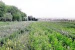 مجوز ایجاد «شهرک زنجیره ارزش تولیدات کشاورزی» تصویب شد