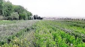 مجوز ایجاد «شهرک زنجیره ارزش تولیدات کشاورزی» تصویب شد