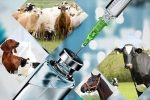 صادرات هفت هزار تن فرآورده خام دامی؛البرز قطب تولید واکسن دام
